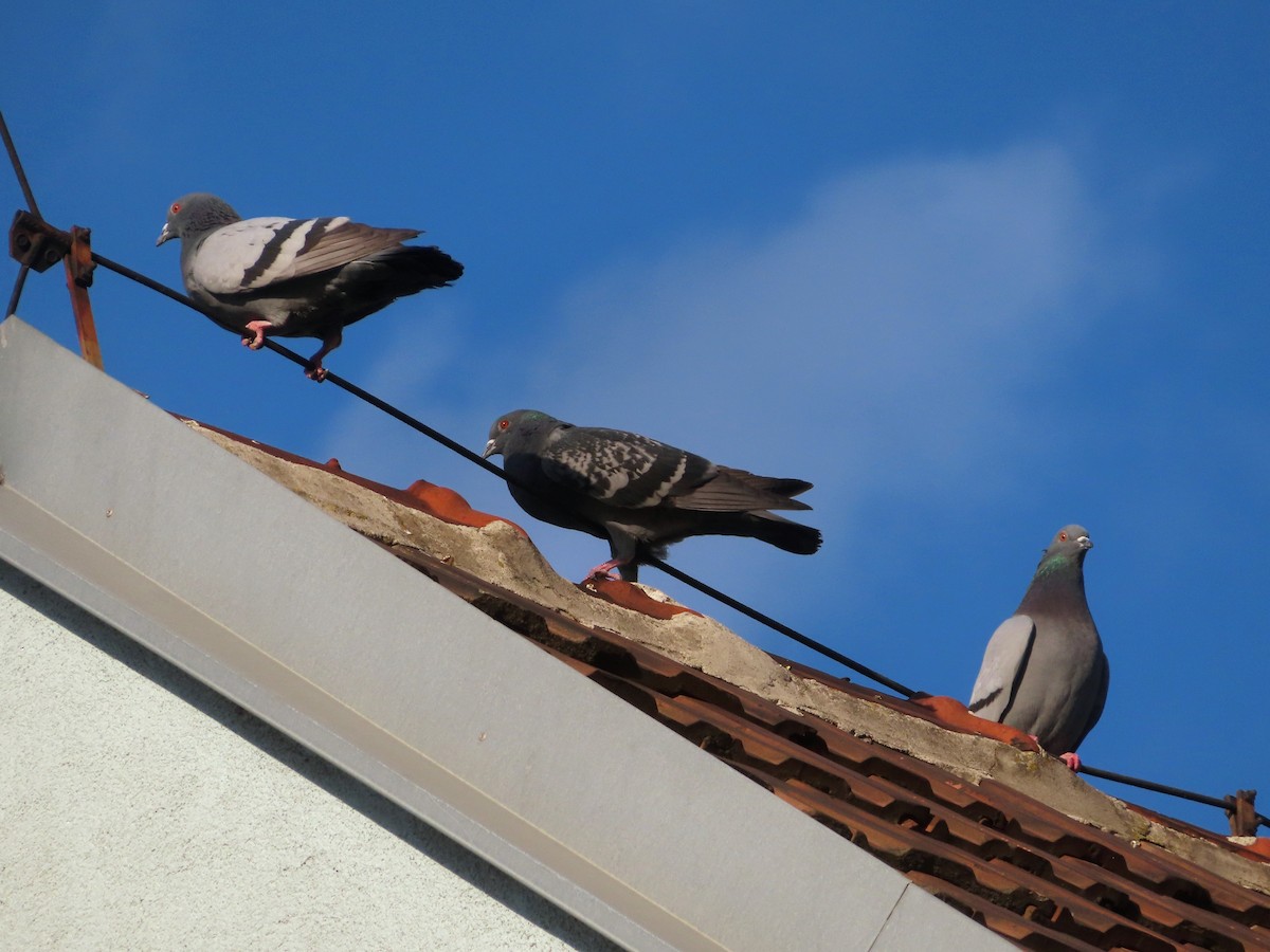 Rock Pigeon (Feral Pigeon) - Kseniia Marianna Prondzynska