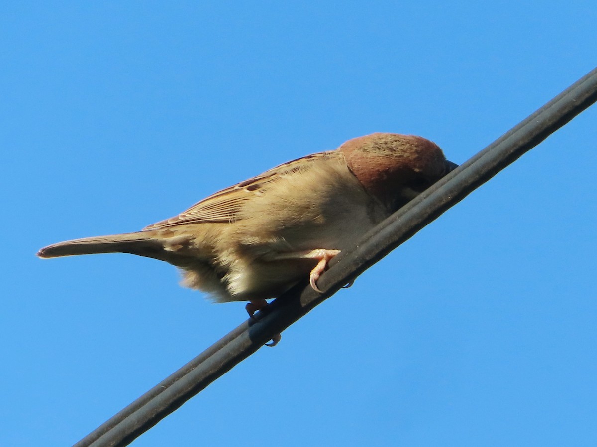 Eurasian Tree Sparrow - Kseniia Marianna Prondzynska
