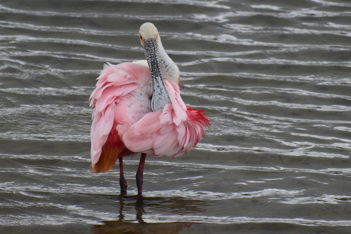 Roseate Spoonbill - ML619105953