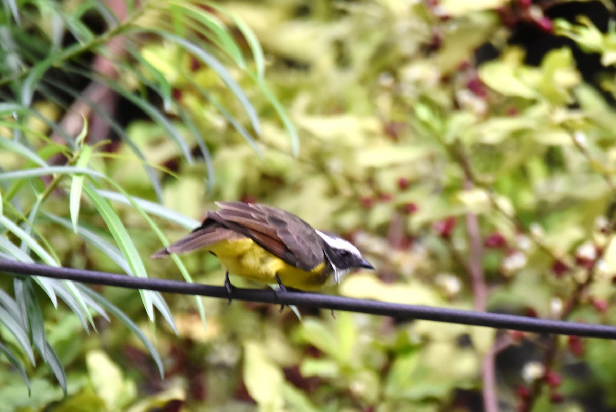 Rusty-margined Flycatcher - irina shulgina