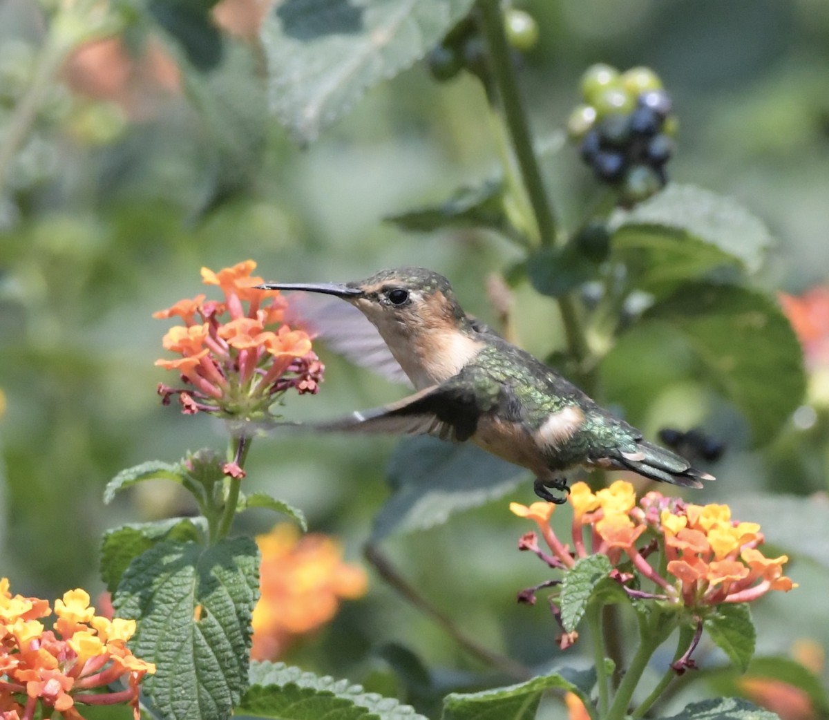 Sparkling-tailed Hummingbird - Fernando Ortiz