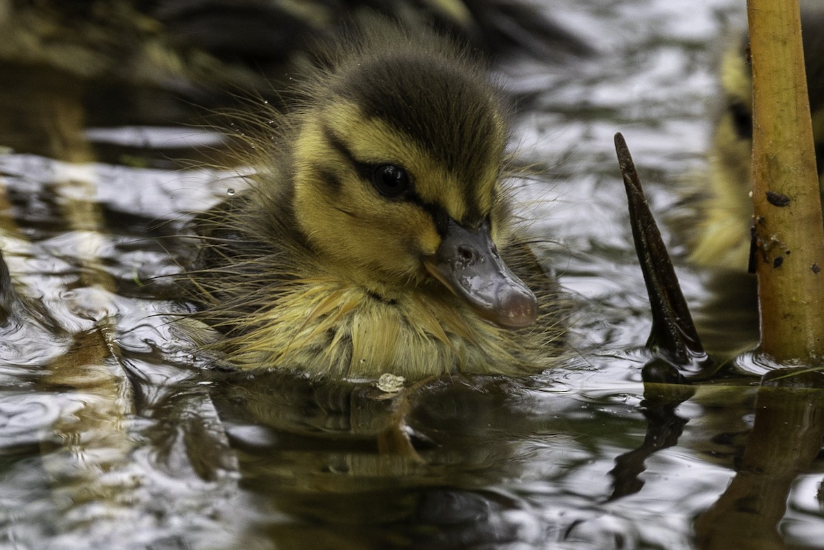 Mallard - Else Karlsen