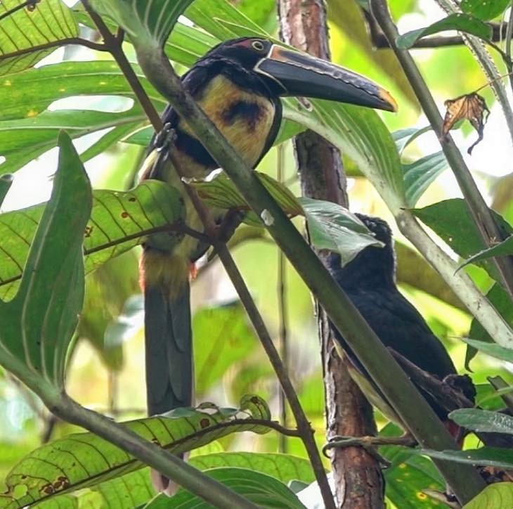 Collared Aracari - Blanca Garcia