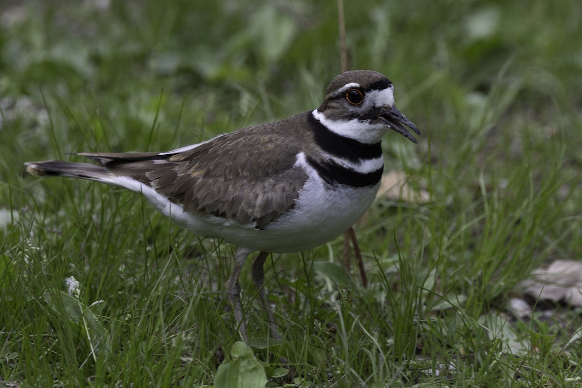 Killdeer - Else Karlsen