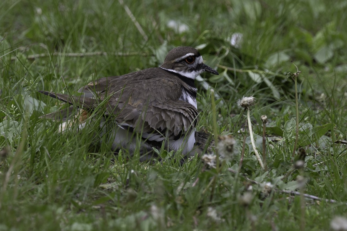 Killdeer - Else Karlsen