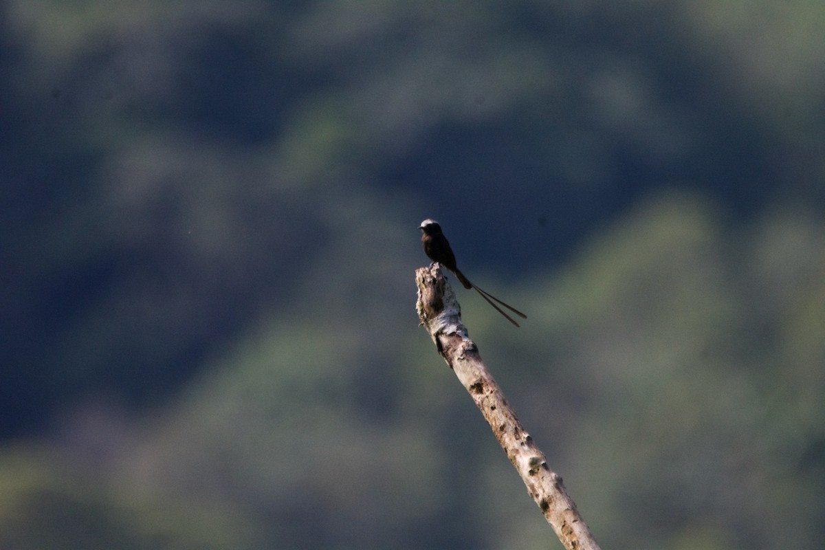 Long-tailed Tyrant - FREDY HERNAN VALERO