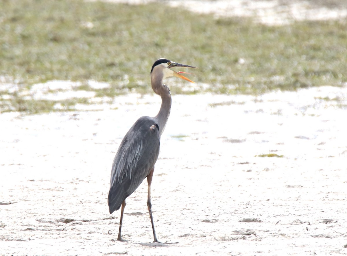 Great Blue Heron - ML619106013