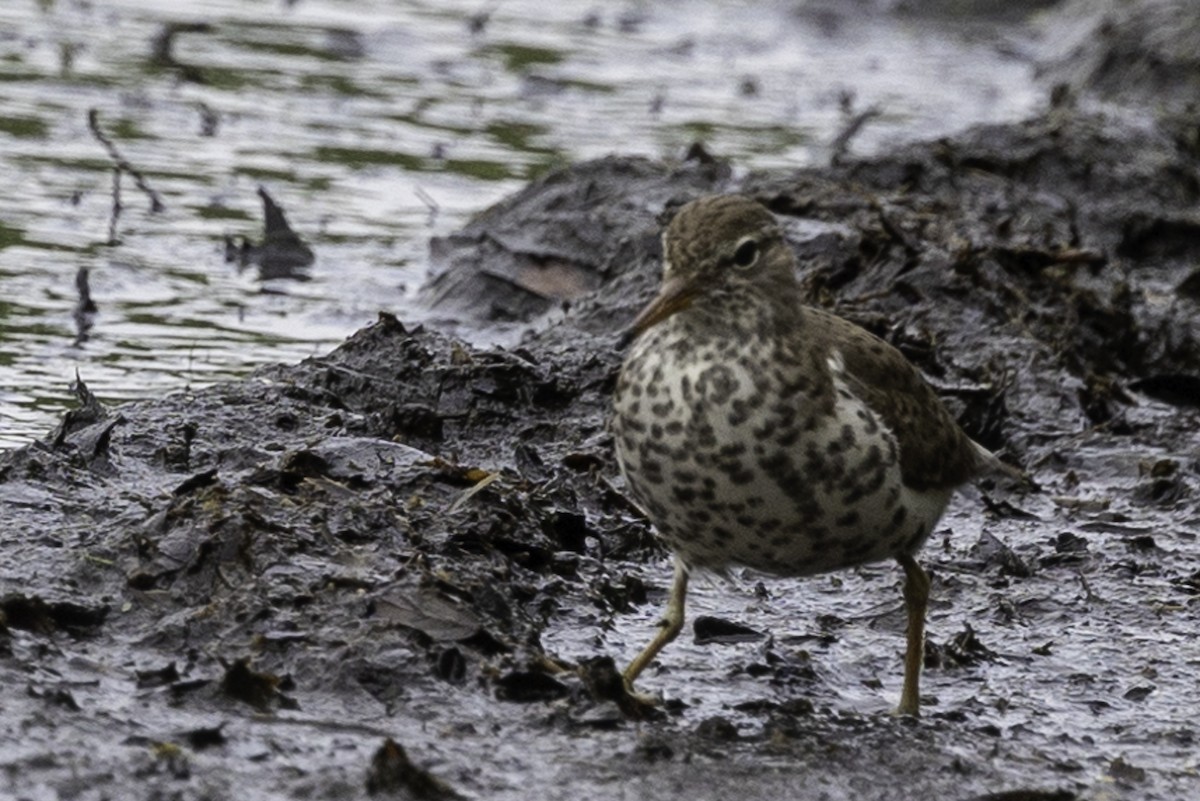 Spotted Sandpiper - Else Karlsen