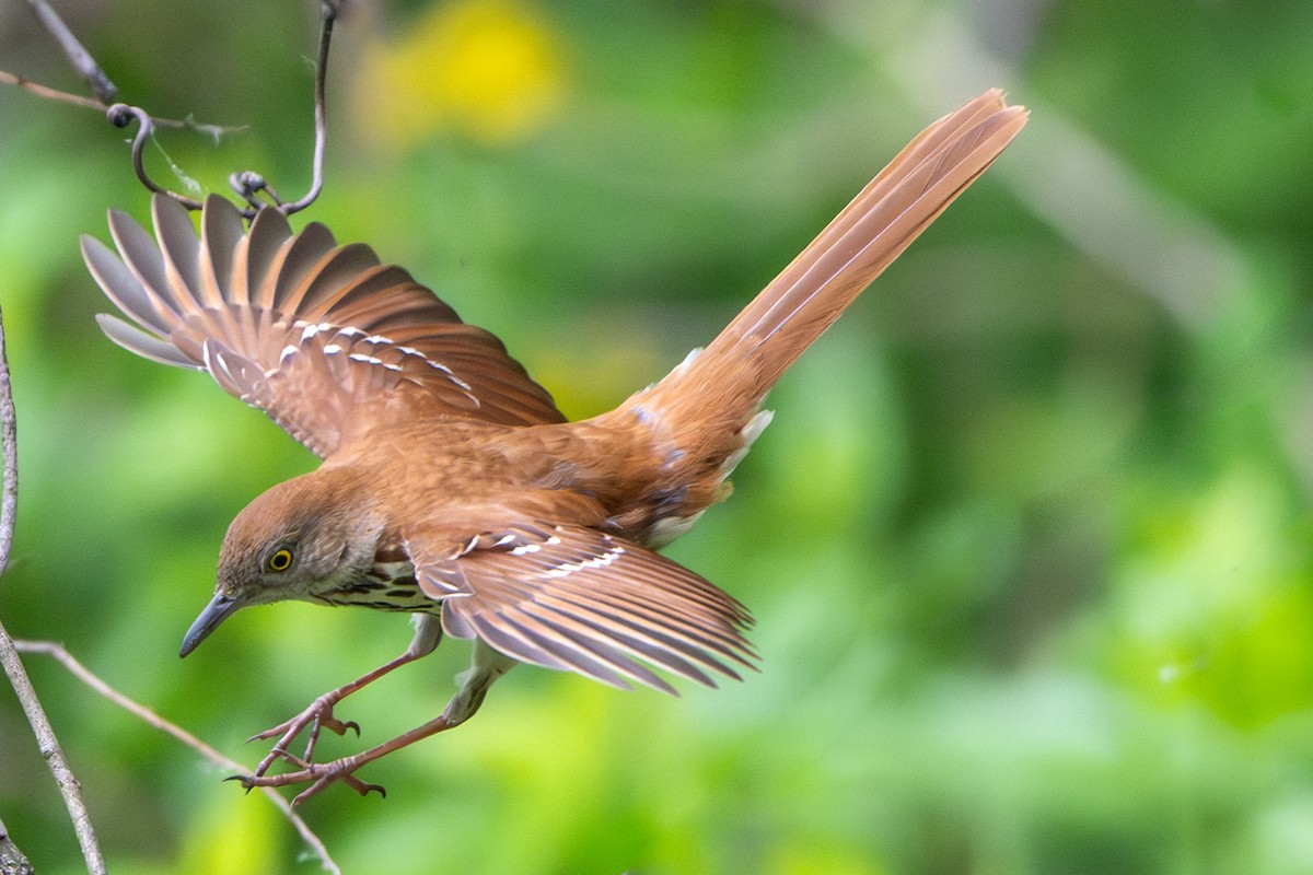 Brown Thrasher - Nadine Bluemel