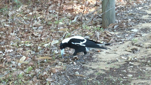 Australian Magpie (Western) - ML619106035