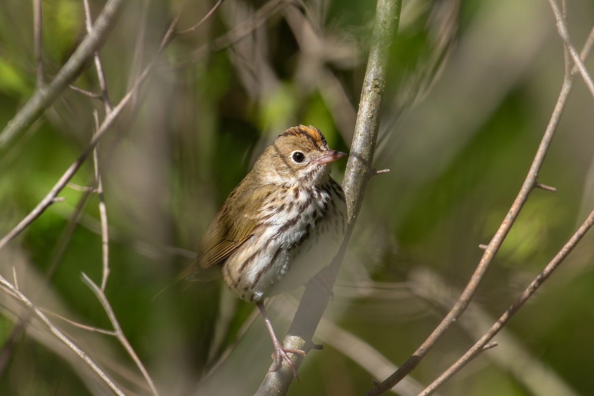 Ovenbird - Alton Spencer