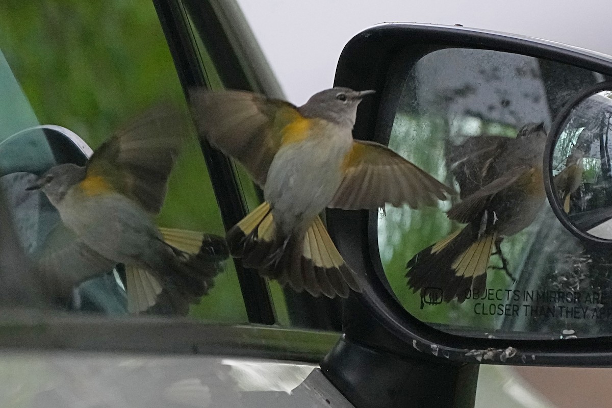 American Redstart - Nancy Elliot