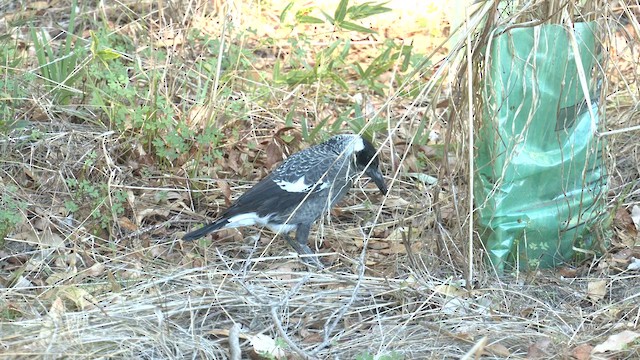 Verdugo Flautista (occidental) - ML619106039