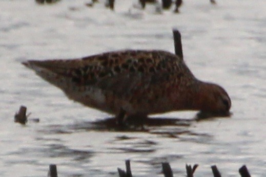 Short-billed Dowitcher (hendersoni) - ML619106047