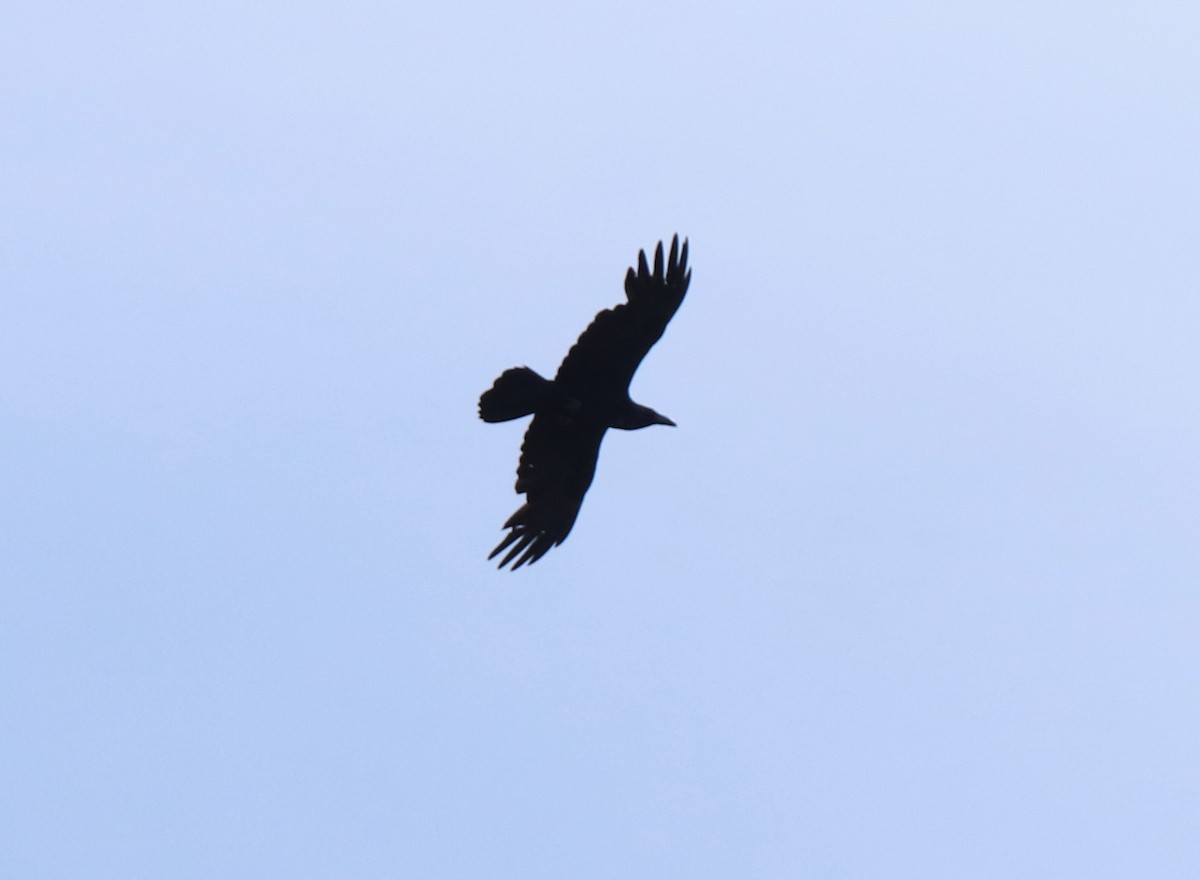 Common Raven - Ruth King