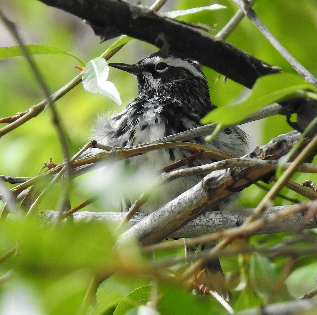 Black-and-white Warbler - Pat Grantham