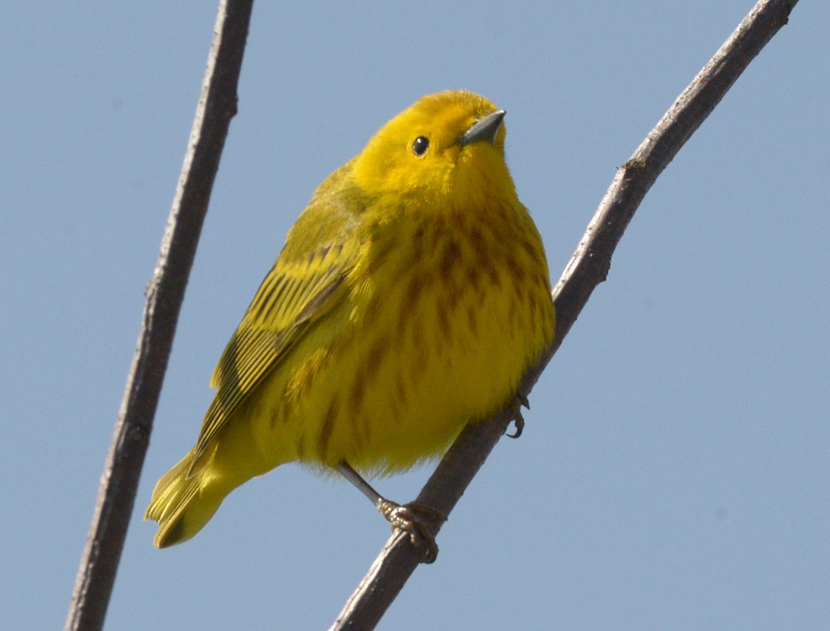 Yellow Warbler - Vicki Buchwald