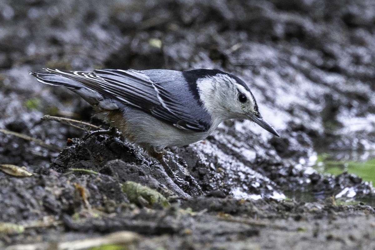 White-breasted Nuthatch - Else Karlsen