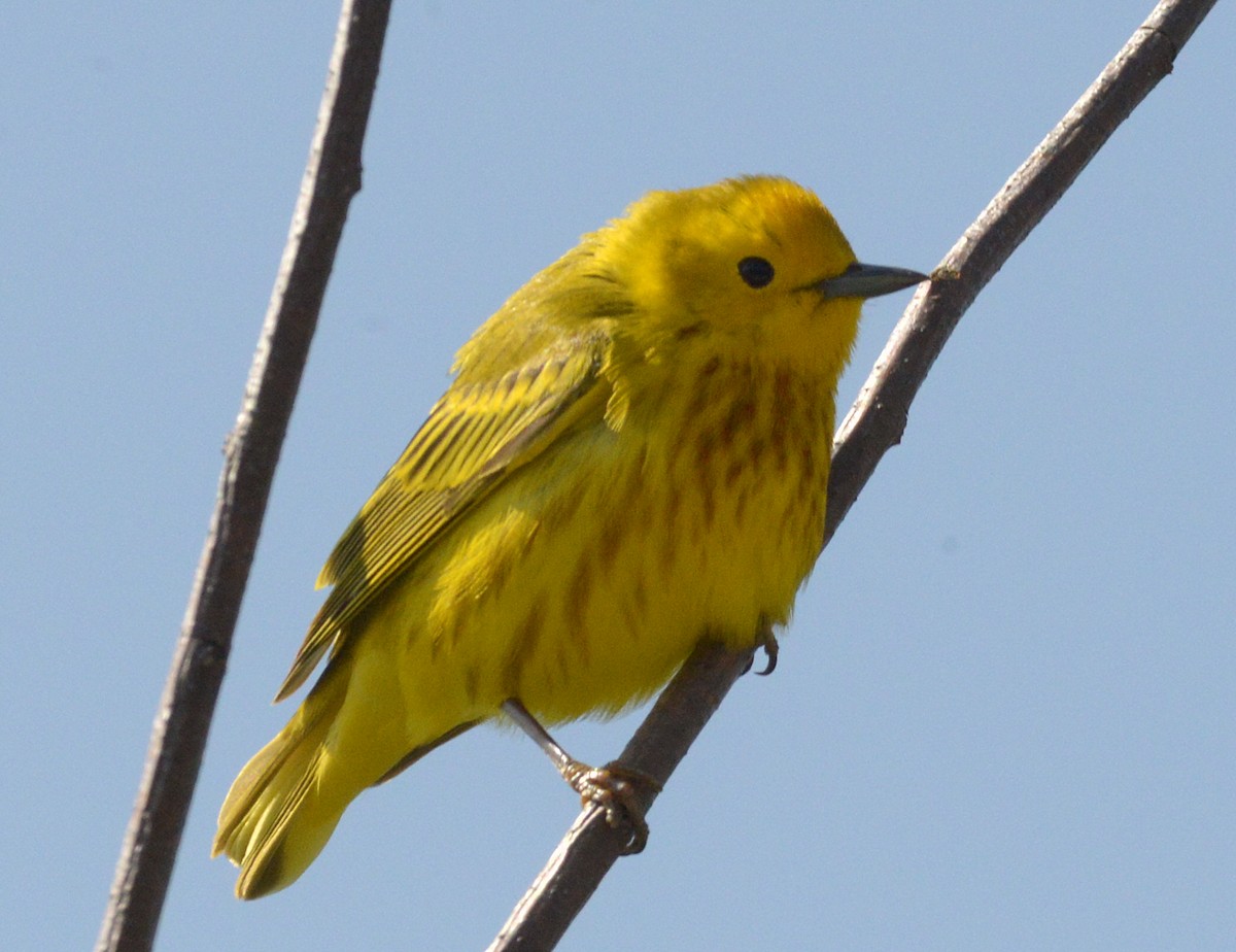 Yellow Warbler - Vicki Buchwald