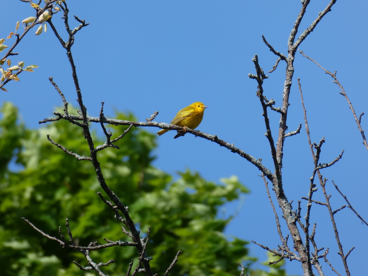 Yellow Warbler - Matt Crisler