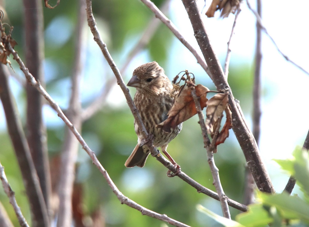 House Finch - Ruth King