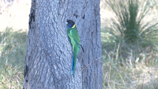 Perico de Port Lincoln (semitorquatus) - ML619106119