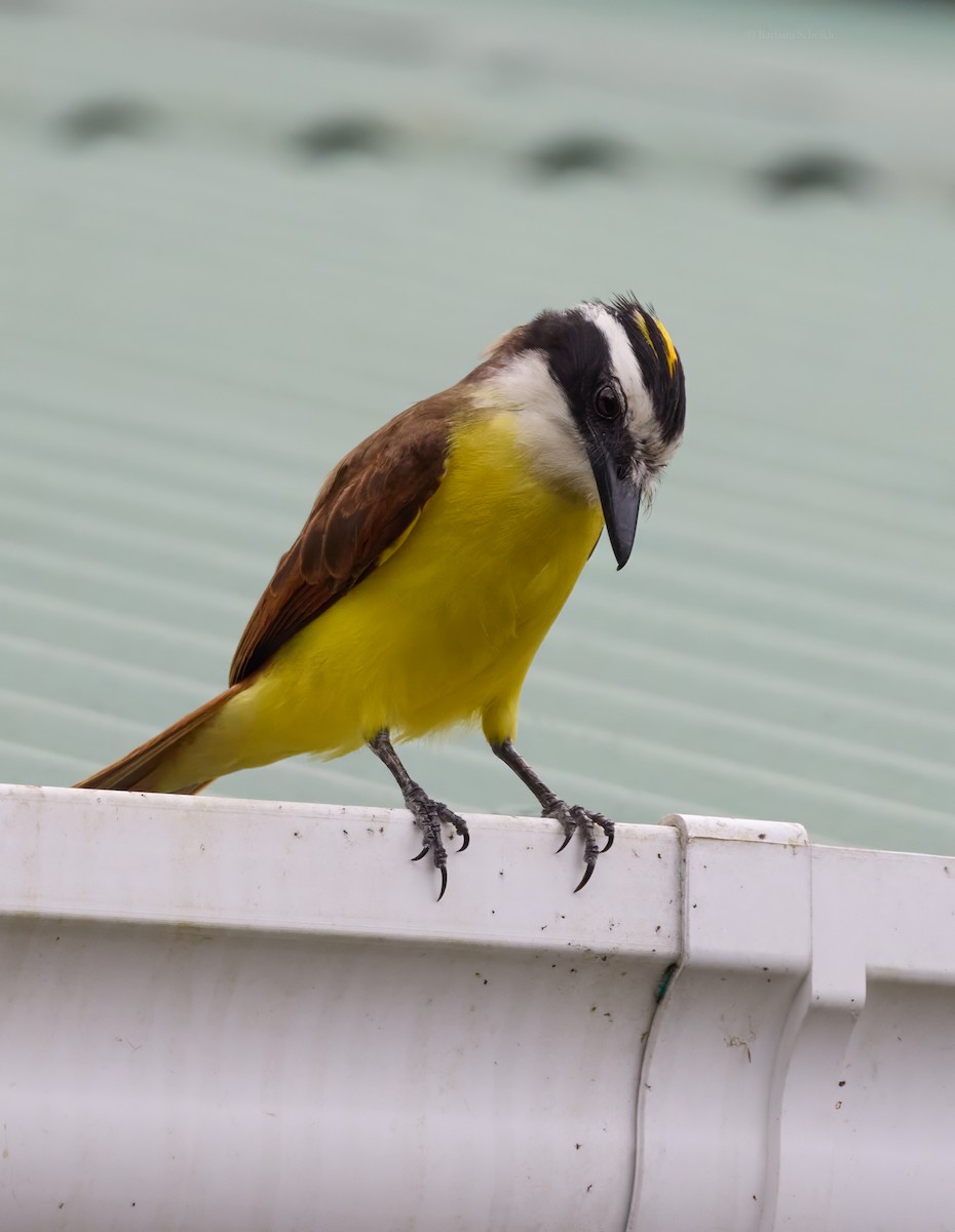 Great Kiskadee - Barbara S