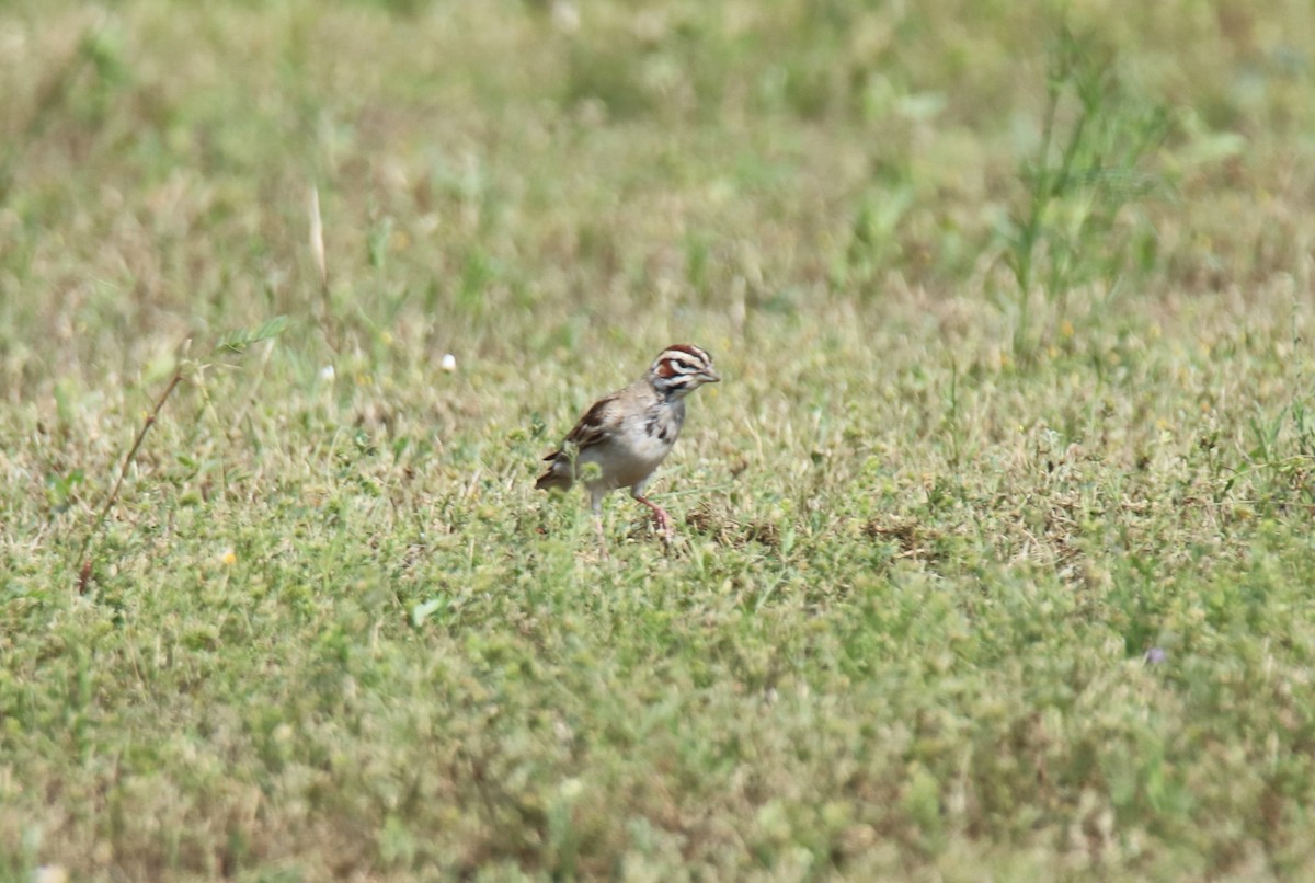 Lark Sparrow - Ruth King