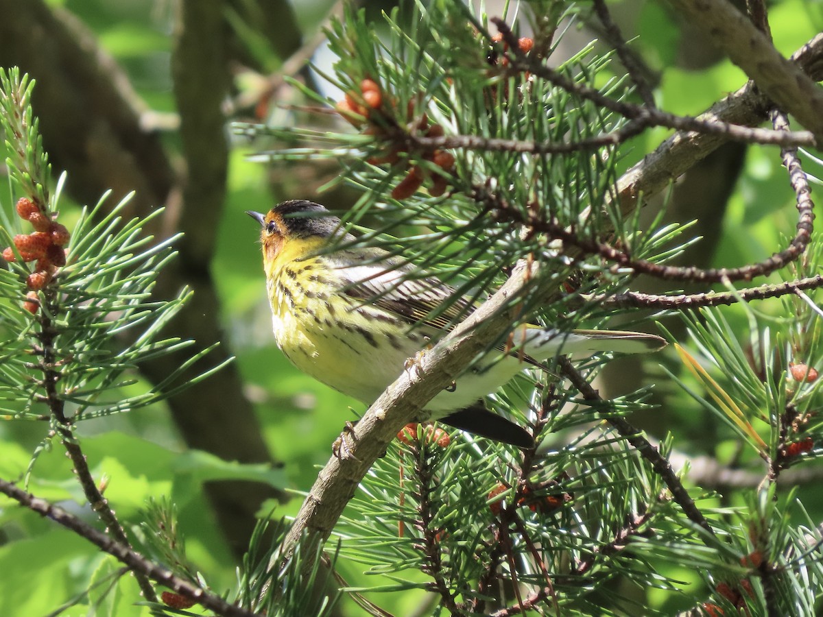 Cape May Warbler - ML619106123