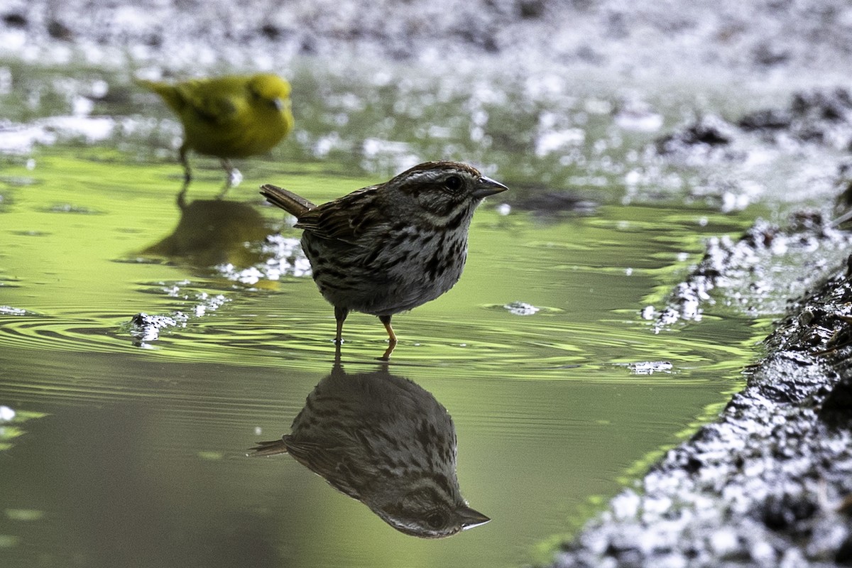 Song Sparrow - Else Karlsen