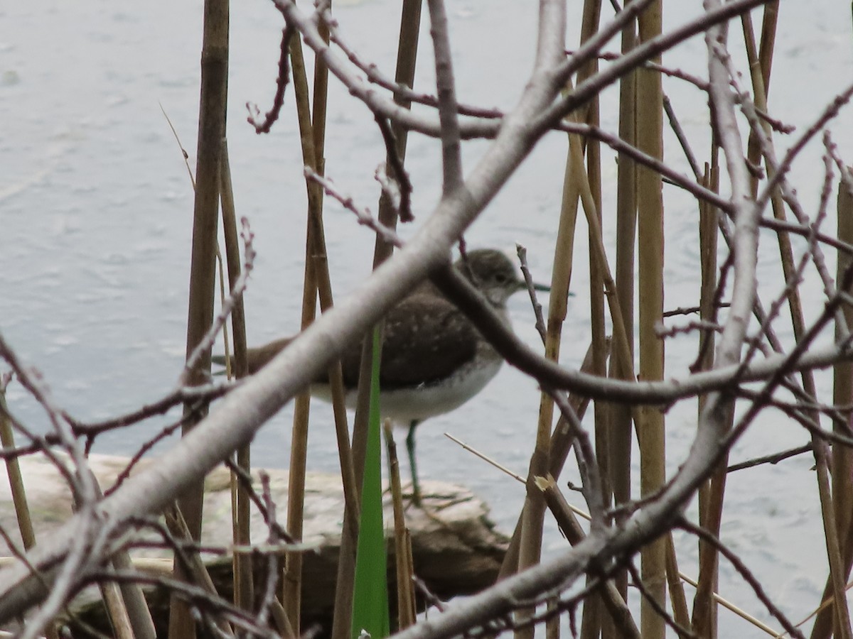 Solitary Sandpiper - ML619106126