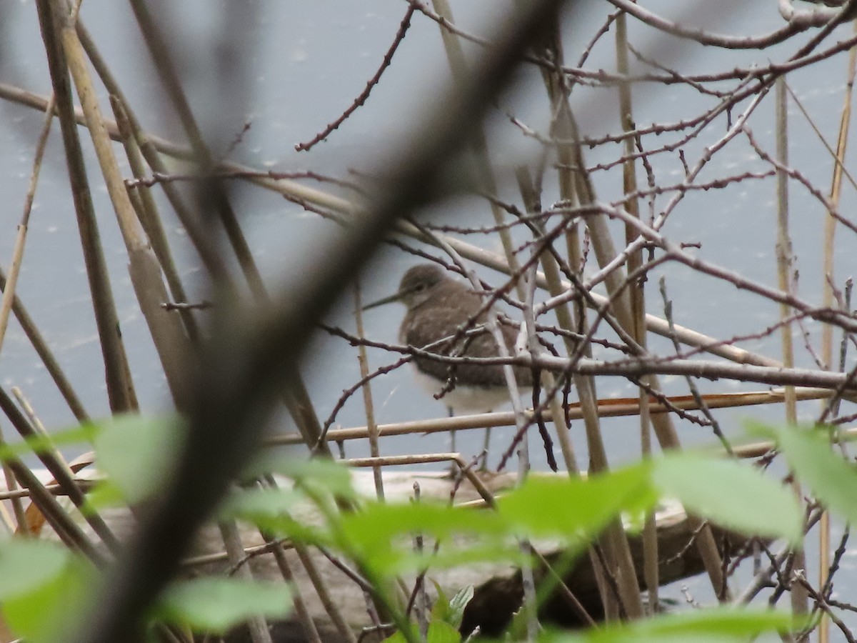 Solitary Sandpiper - ML619106128