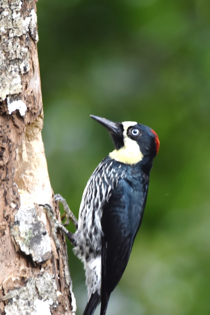 Acorn Woodpecker - irina shulgina