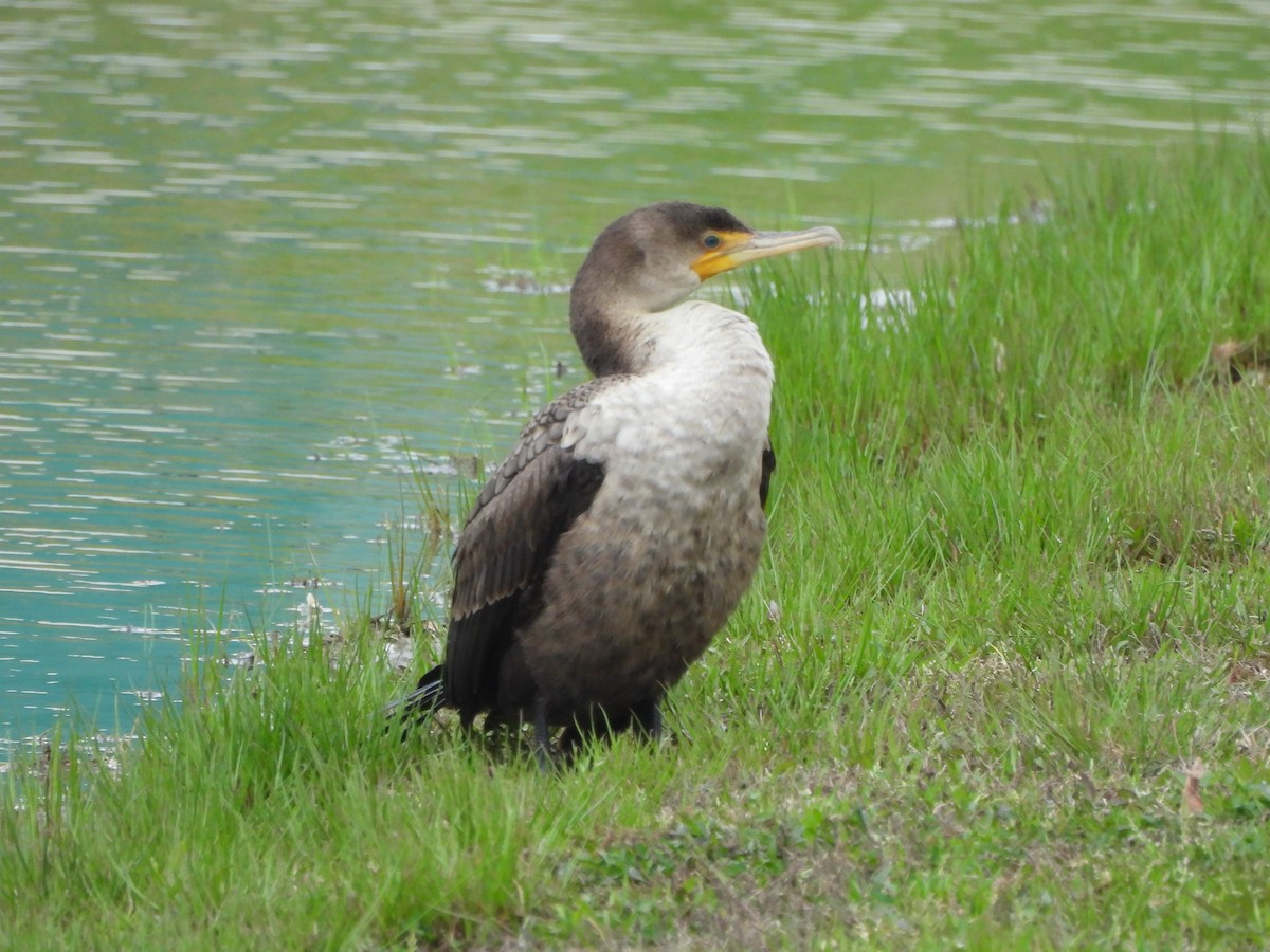 Double-crested Cormorant - Tracee Fugate