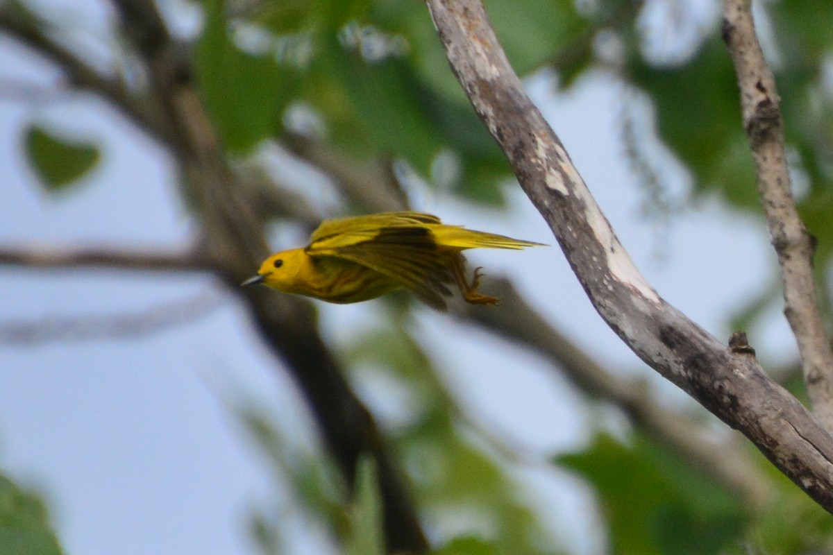 Yellow Warbler - Trish Harrington