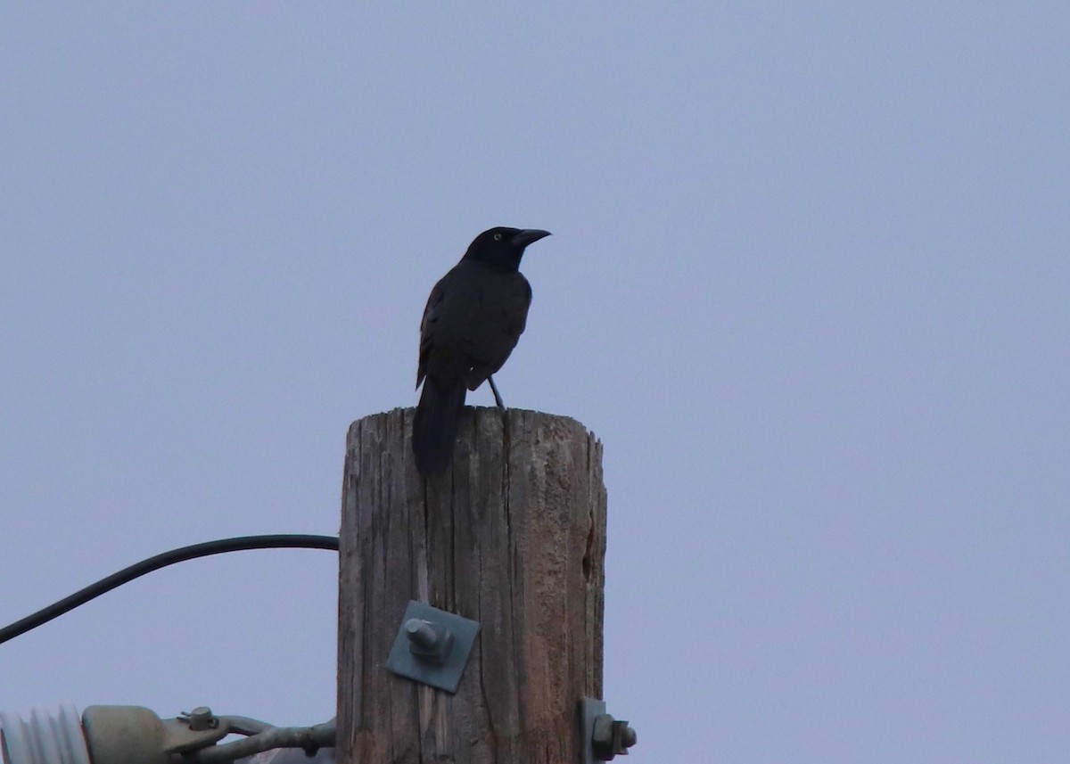 Common Grackle - Ruth King