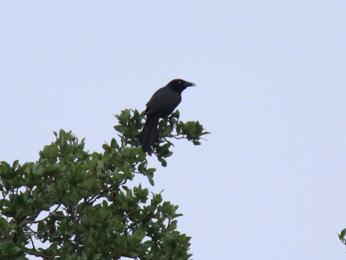 Common Grackle - Ruth King