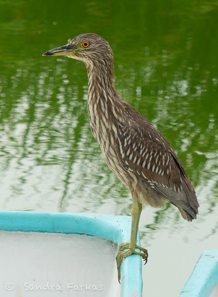 Black-crowned Night Heron - Sandra Farkas