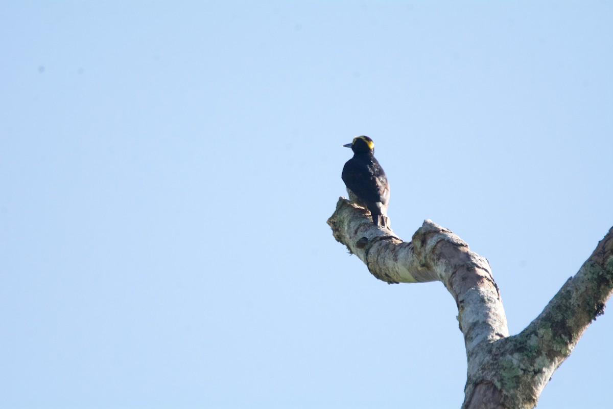 Yellow-tufted Woodpecker - FREDY HERNAN VALERO