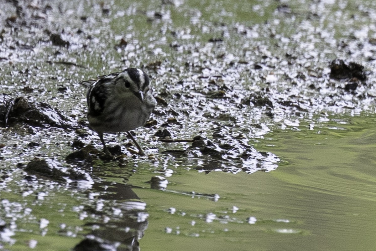 Black-and-white Warbler - Else Karlsen