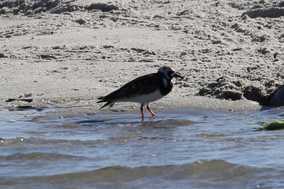 Ruddy Turnstone - Pranav Kumar