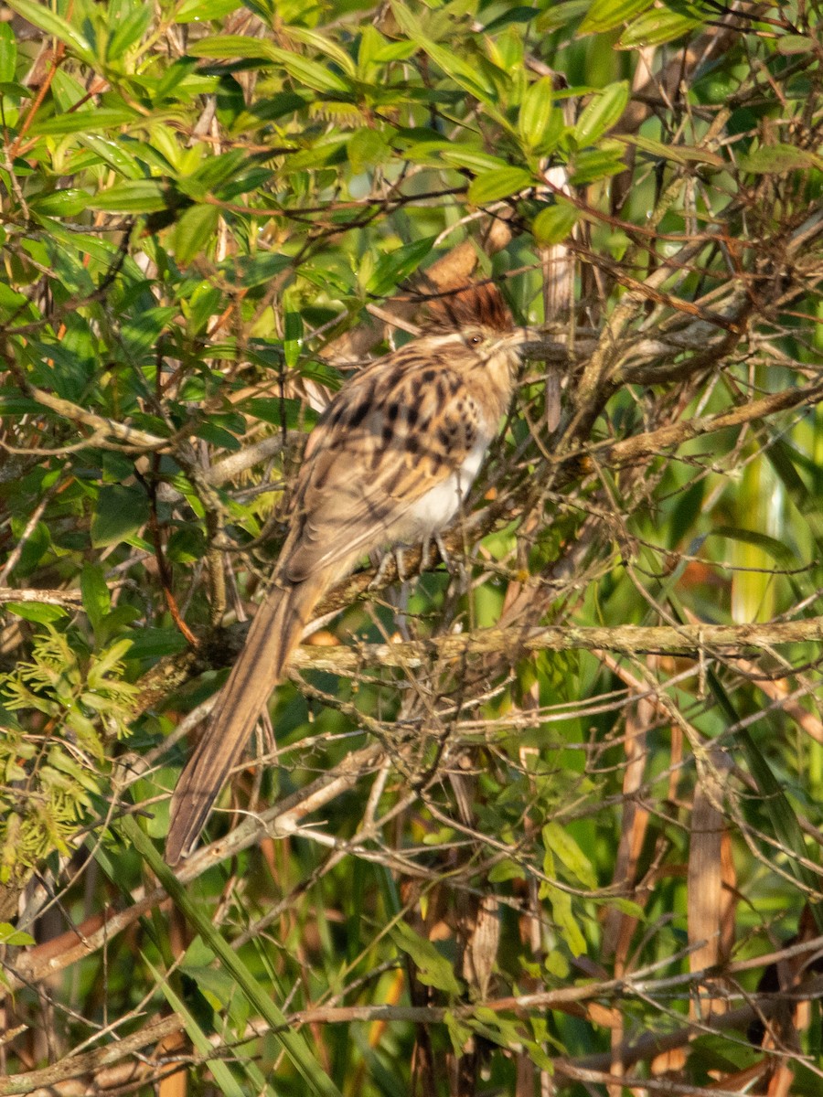 Striped Cuckoo - William Wallace Silva