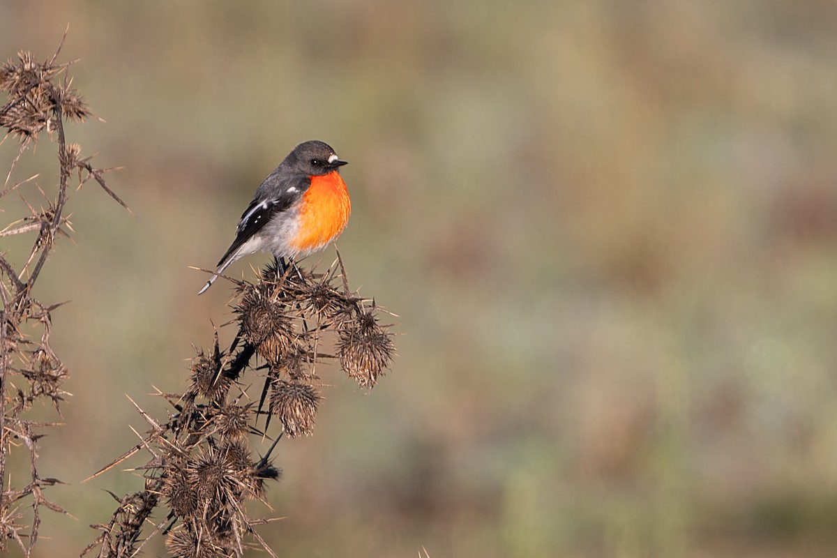 Flame Robin - John  Van Doorn