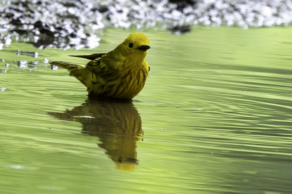 Yellow Warbler - Else Karlsen