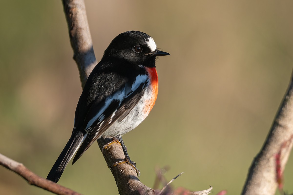 Scarlet Robin - John  Van Doorn