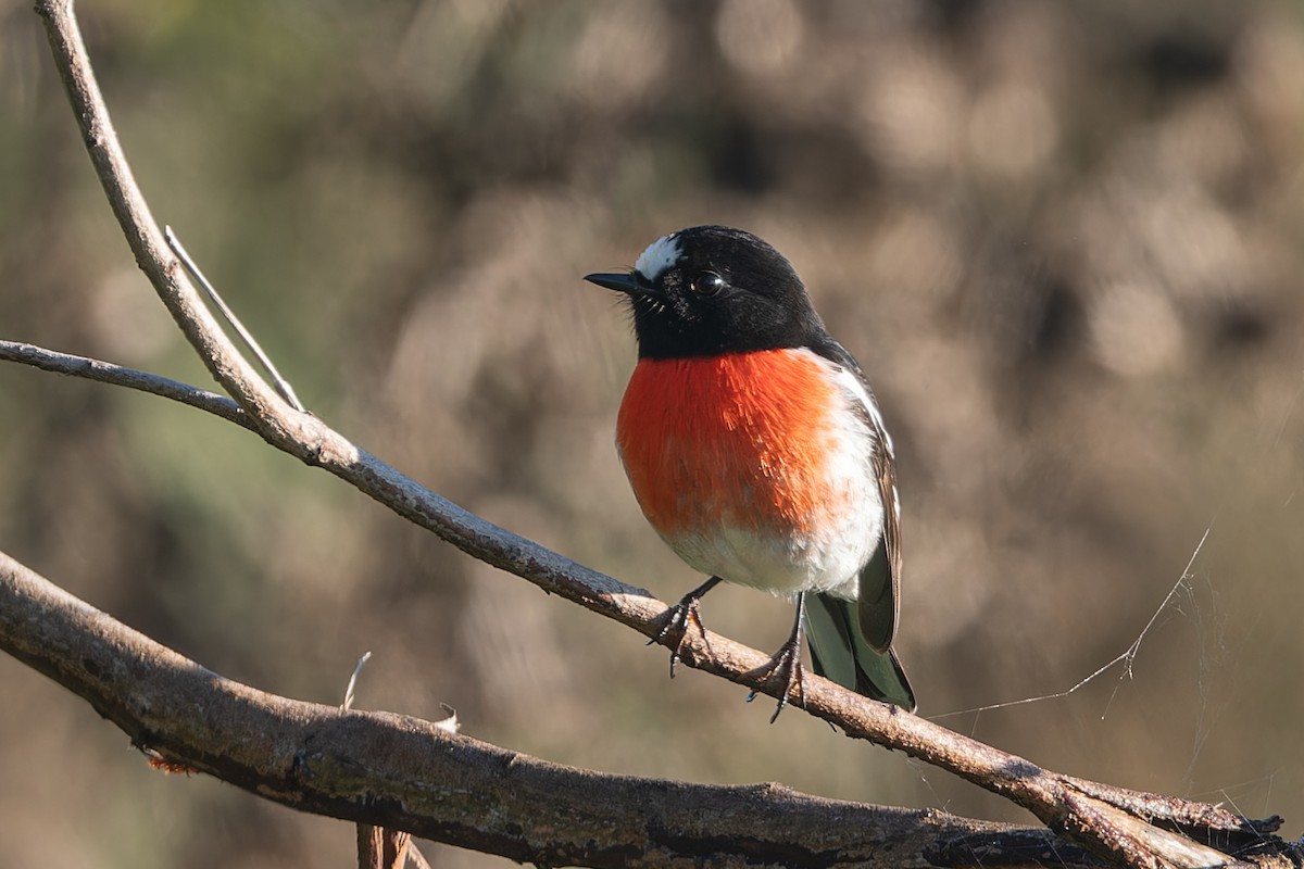 Scarlet Robin - John  Van Doorn