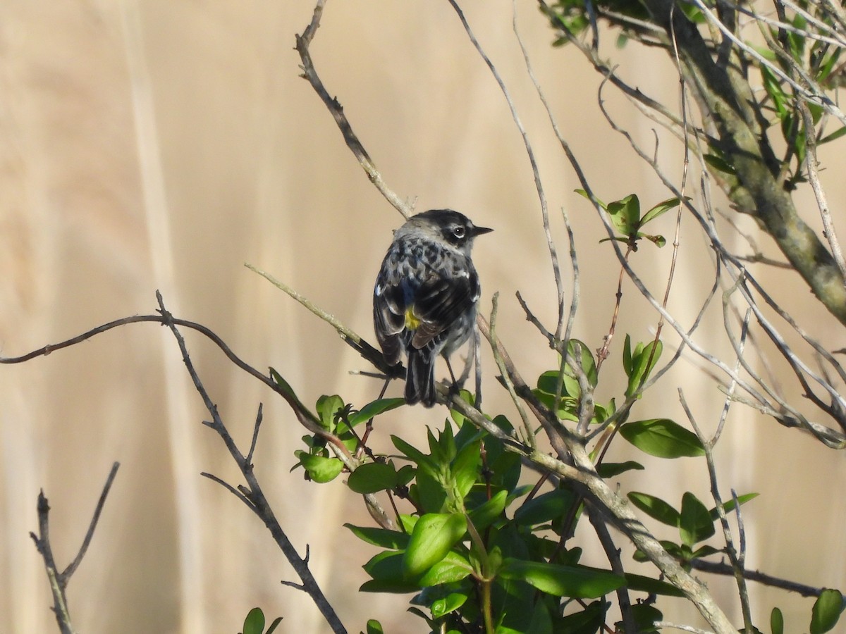 Yellow-rumped Warbler - ML619106207