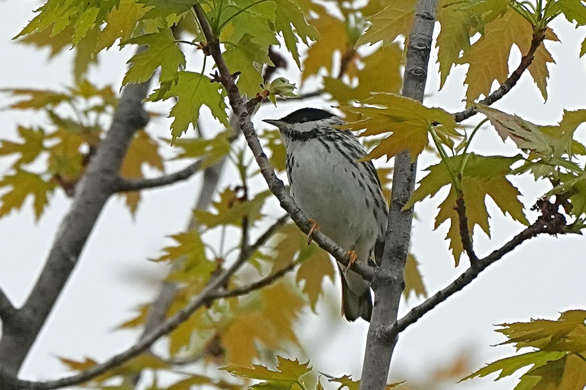 Blackpoll Warbler - ML619106210