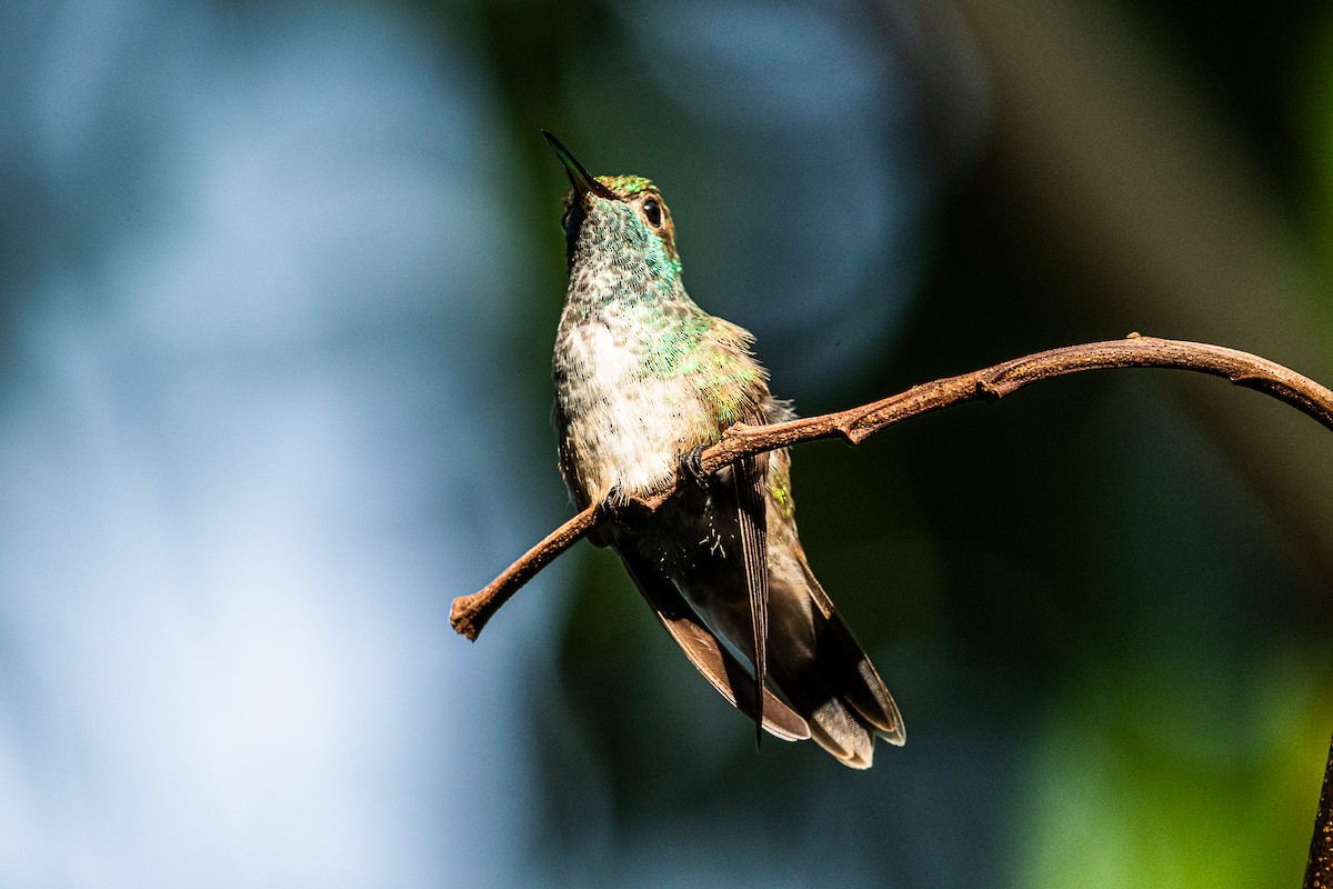 kolibřík pestrý - ML619106214