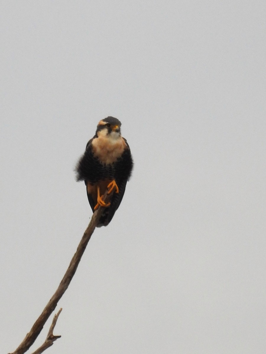 Aplomado Falcon - Maria Lujan Solis